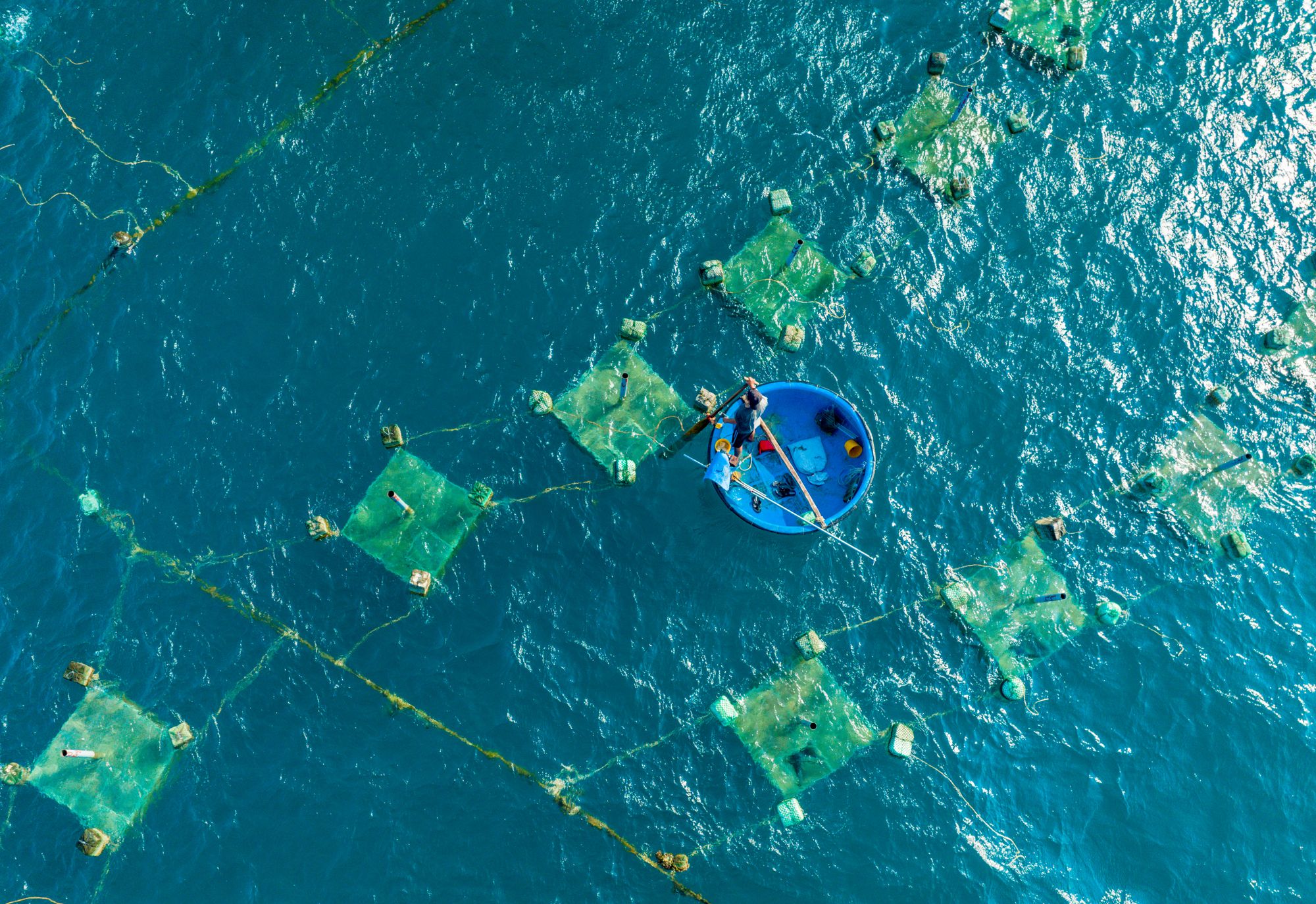 Aerial view of a worker tending offshore aquaculture nets from a blue boat.